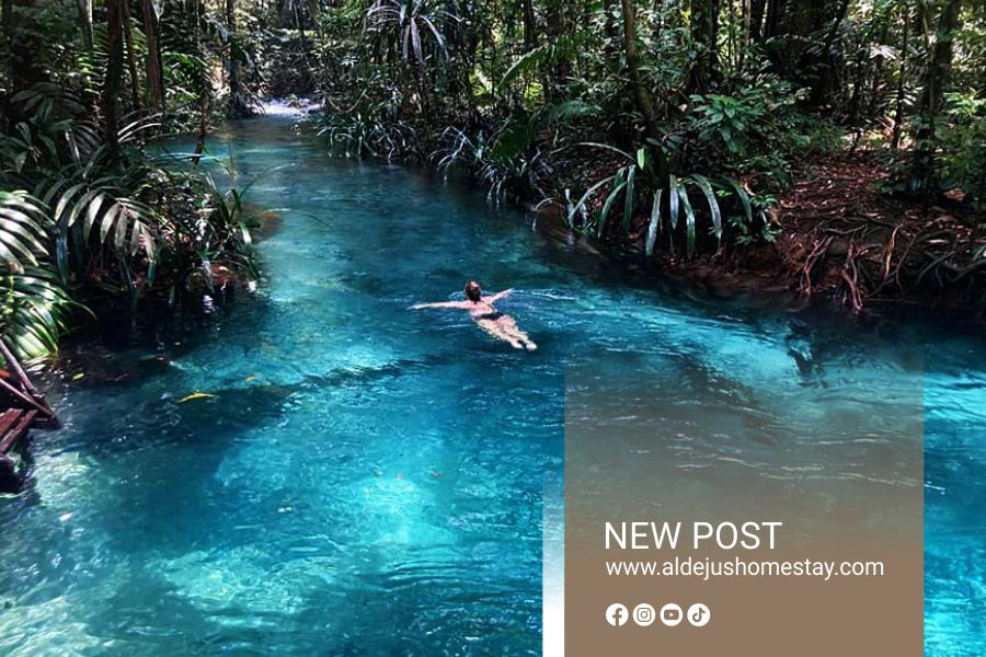 Discover the Hidden Paradise of Raja Ampat at Aldejus Homestay