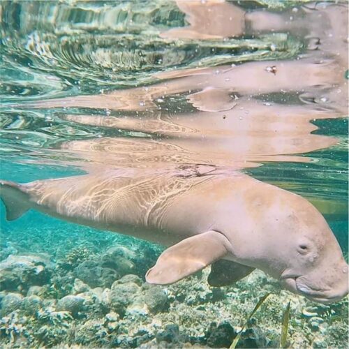 dugong