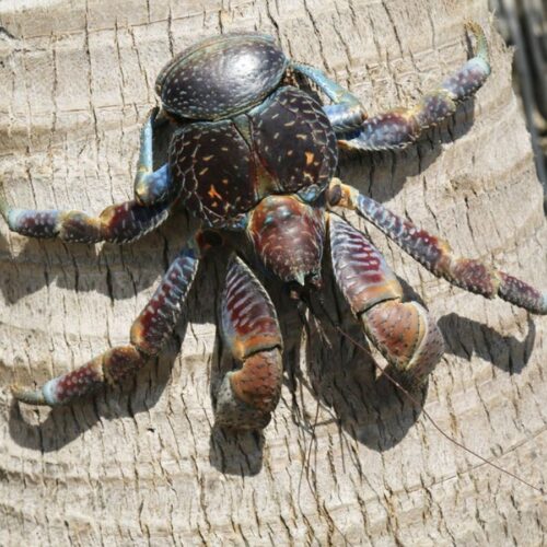kepiting kenari